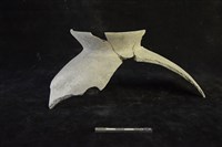 陶罐藏品圖，第1張